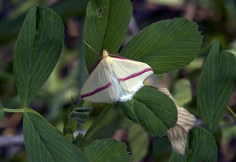 Pararge aegeria (Nymphalidae Satyrinae) e Rhodometra sacraria (Geometridae)